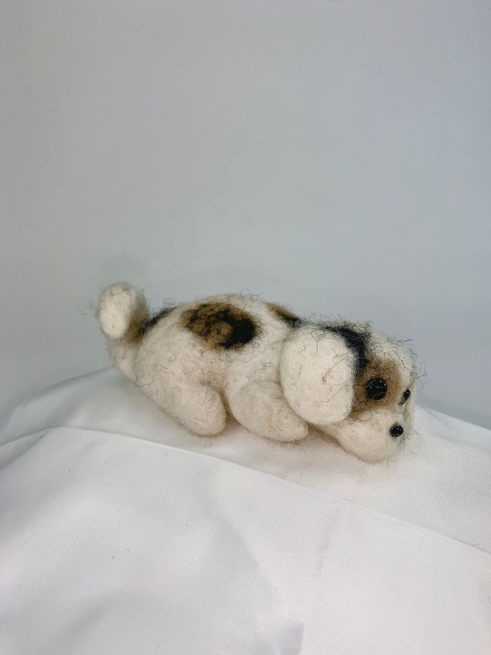 Riana- Shih Tzu