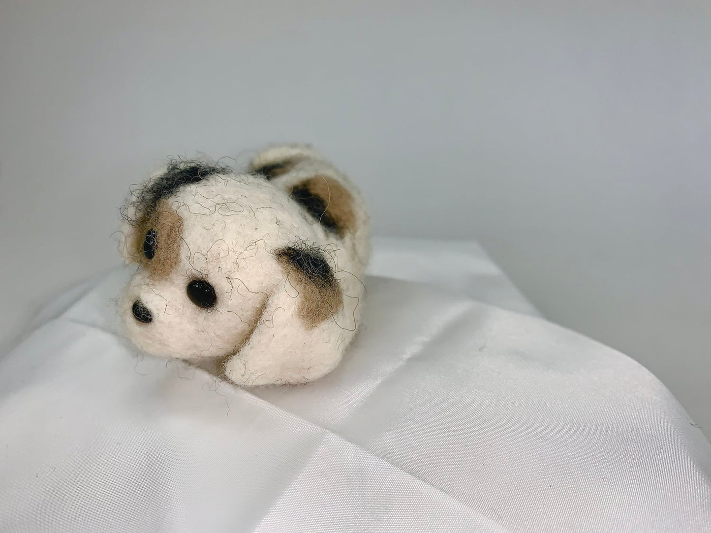 Riana- Shih Tzu