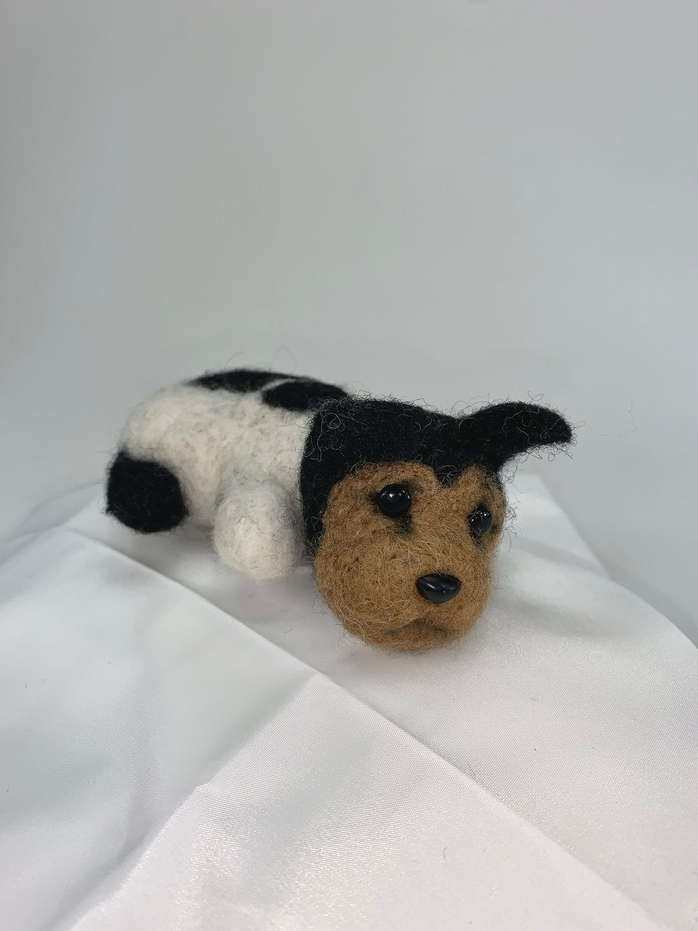 Rocky- Rat Terrier