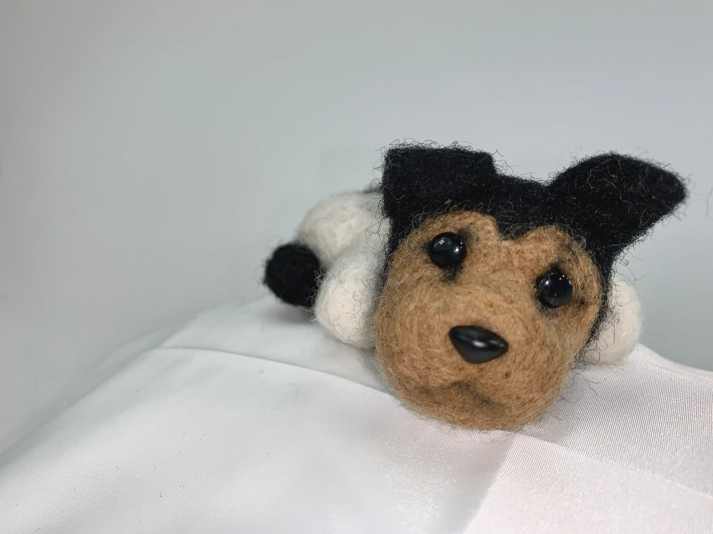 Rocky- Rat Terrier