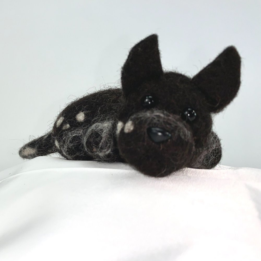 Coco- Xoloitzcuintli