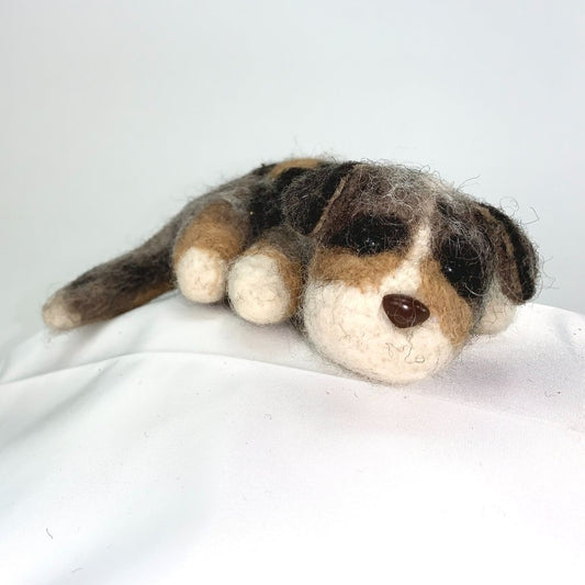 Cricket- Australian Shepard