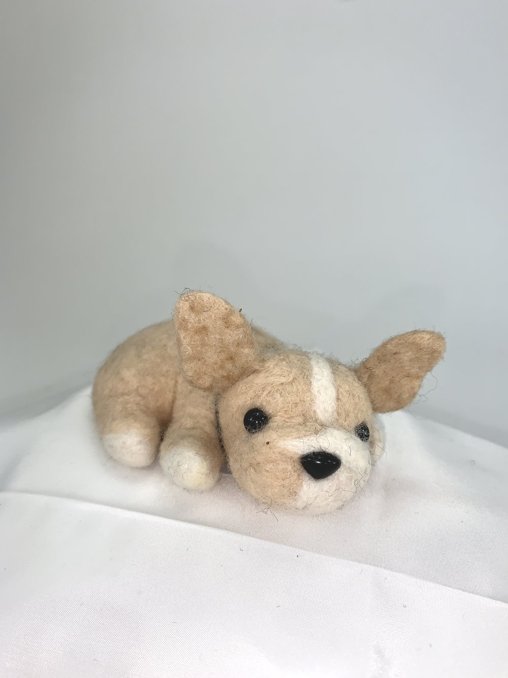 Nimbus- French Bulldog
