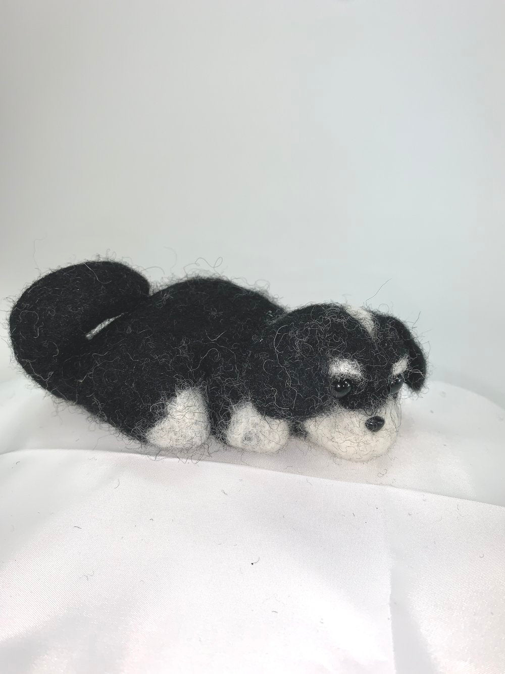 Juniper- Shih-Tzu