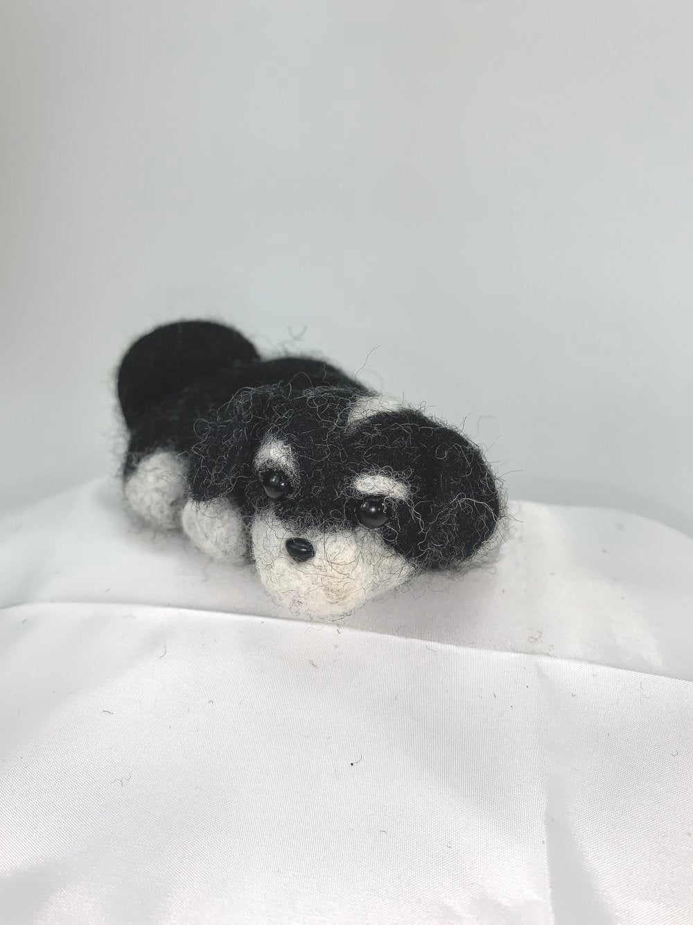 Juniper- Shih-Tzu