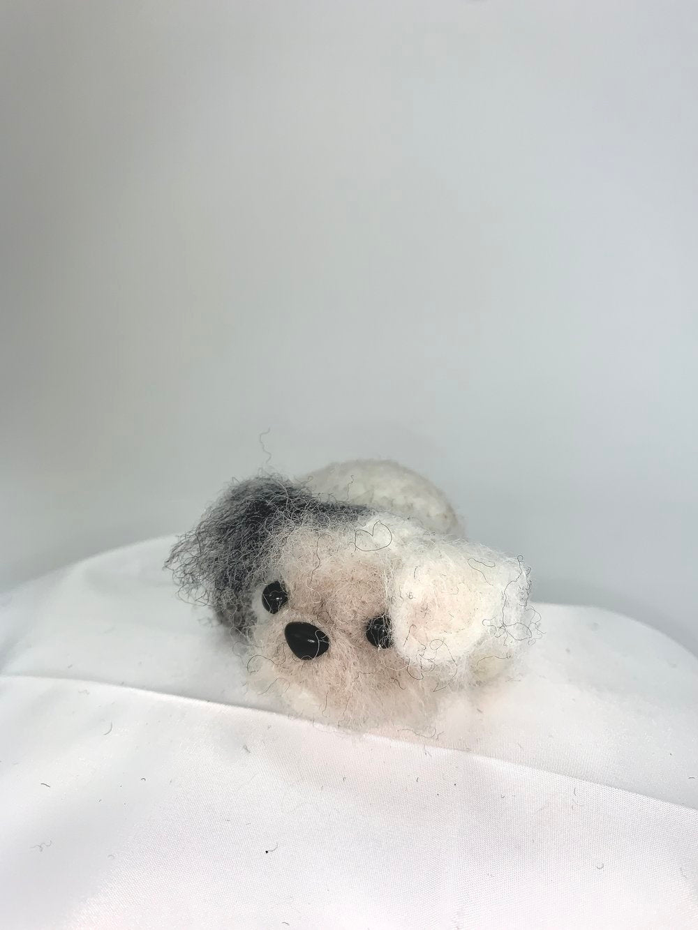 Ashton- Shih-Tzu