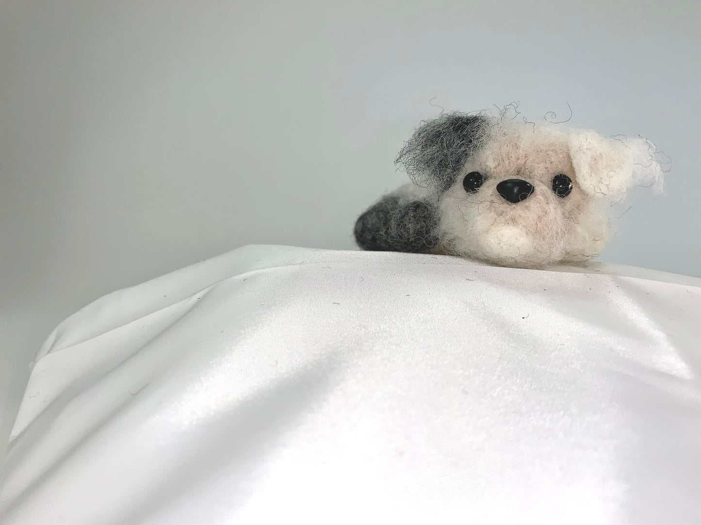 Ashton- Shih-Tzu