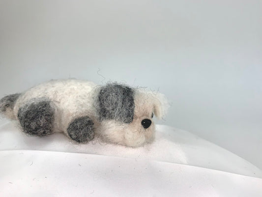 Ashton- Shih-Tzu