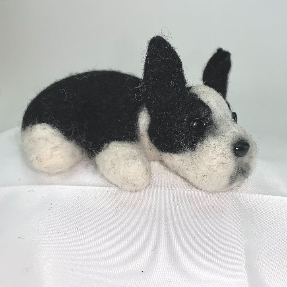 Chap- Boston Terrier