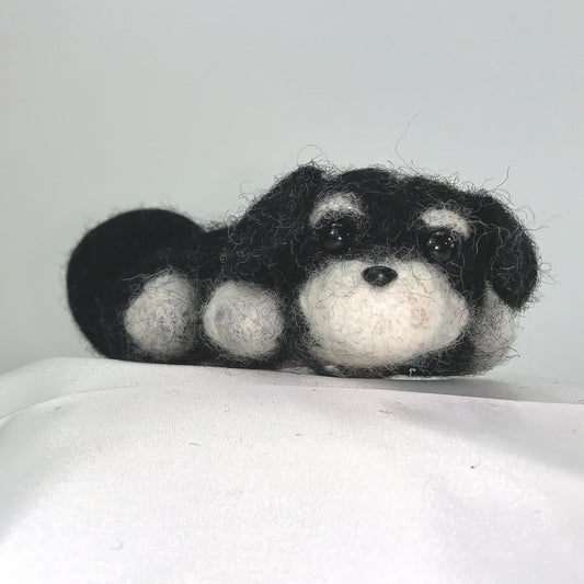 Juniper- Shih-Tzu